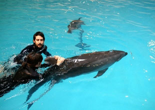 Dubai: Dolphin Bay'da Yunuslarla Yüzün